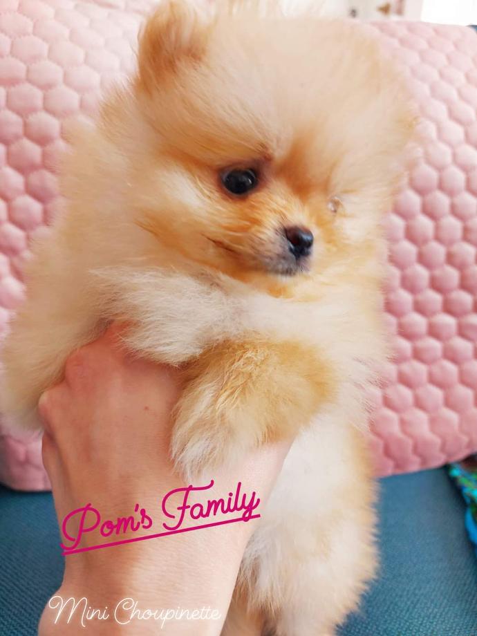 Chiot femelle Mini Choupinette