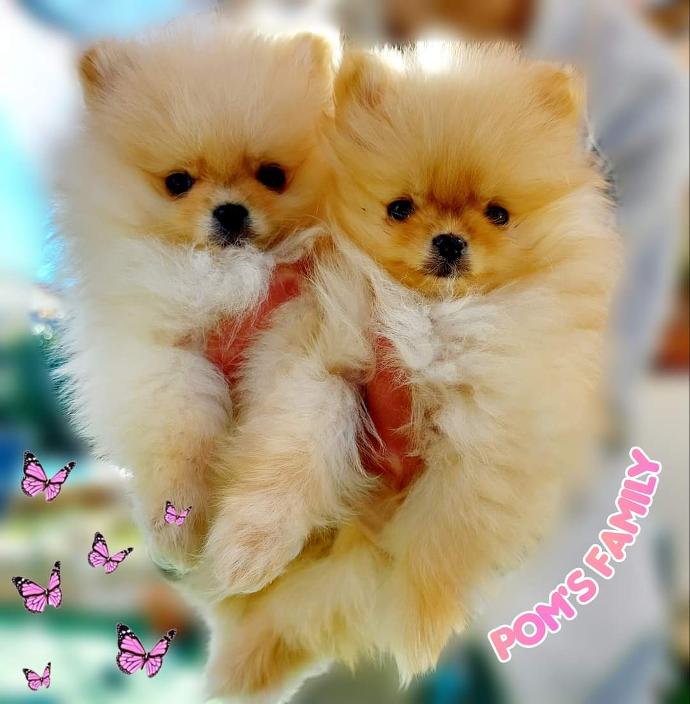 Chiots loulous