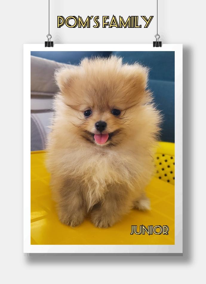 Junior chiot mâle dispo