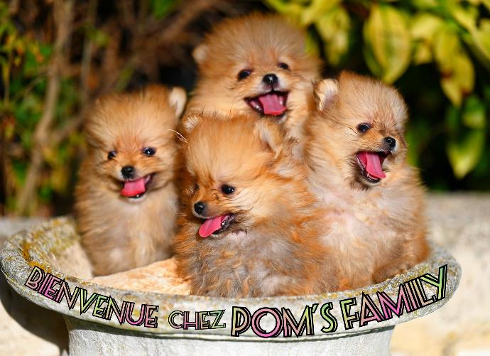 Portée de quatre chiots